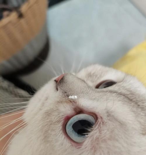 如何治疗宠物猫咪眼睛流脓红肿（眼部感染的症状）