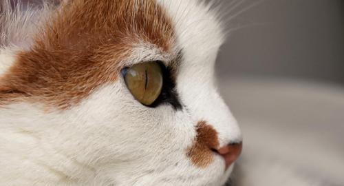 猫咪眼睛的变色过程（探寻猫咪眼睛变色的原因和时机）