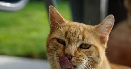 猫咪咬舌是病吗？探究猫咪口腔疾病的预防和治疗