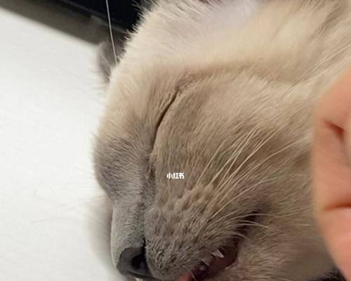 猫咪咬舌是病吗？探究猫咪口腔疾病的预防和治疗