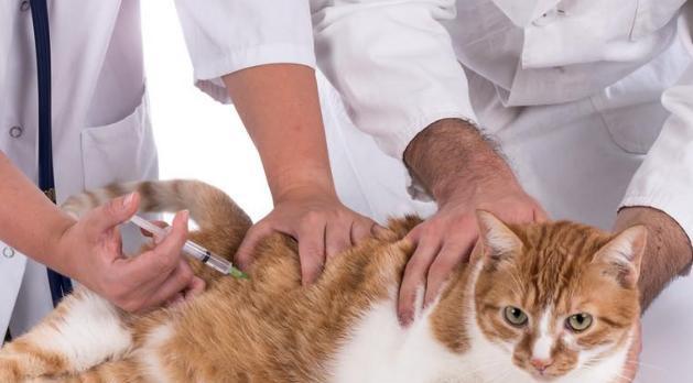 保护宠物健康，准确掌握猫咪疫苗（了解疫苗注射时间、种类和注意事项）