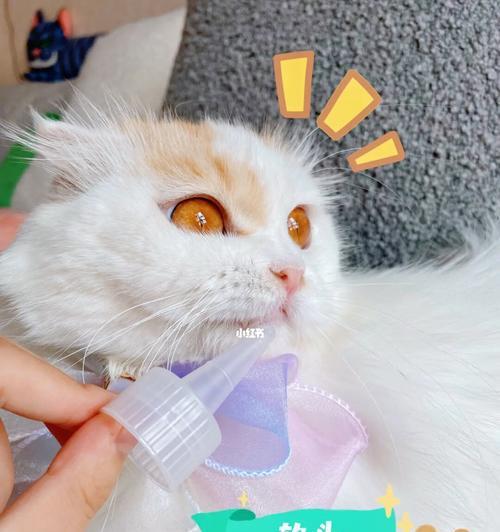 猫咪刷牙秘诀大揭秘（如何选择适合猫咪的牙刷及牙膏）