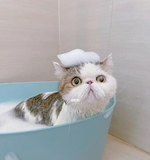 如何为宠物猫咪选择合适的洗澡水温（宠物猫咪洗澡应该用凉水还是温水）