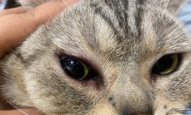 如何帮助宠物猫咪治疗结膜炎（探讨结膜炎的成因、症状和治疗方法）