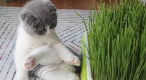 猫咪为什么喜欢吃猫草（揭秘猫咪吃草的原因和好处）