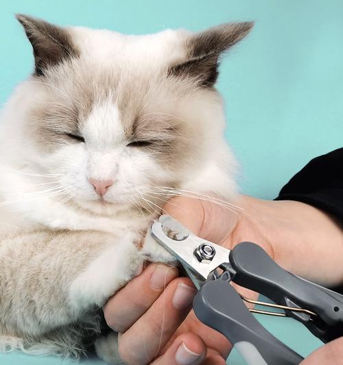 让爱猫安全护爪-猫咪指甲套怎么戴（全面了解猫咪指甲套的使用方法和注意事项）
