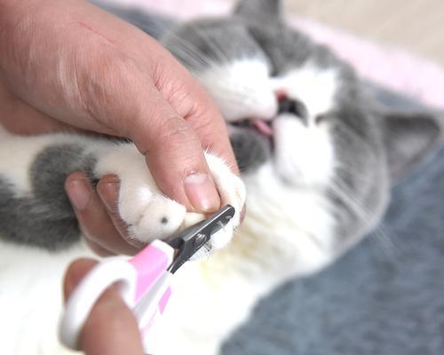 让爱猫安全护爪-猫咪指甲套怎么戴（全面了解猫咪指甲套的使用方法和注意事项）