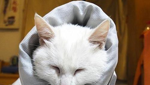 怎么帮助猫咪缓解打喷嚏和流鼻涕的症状（宠物猫咪常见的呼吸道问题）