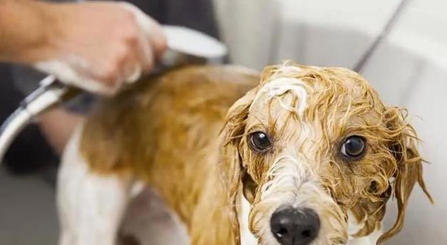 如何使用湿毛巾给宠物狗擦洗（宠物狗的清洁之道）