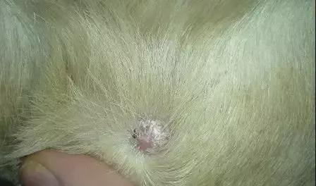 小狗狗身上长瘤子的治疗方法（宠物主人必读）