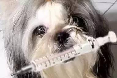 如何检测宠物犬瘟是否痊愈（详解犬瘟检测方法和步骤）