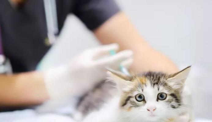 如何为你的宠物猫注射疫苗（详细的注射过程和注意事项）