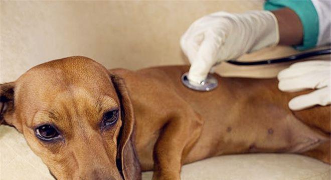 如何检查狗狗身上的蜱虫（宠物养护必备）