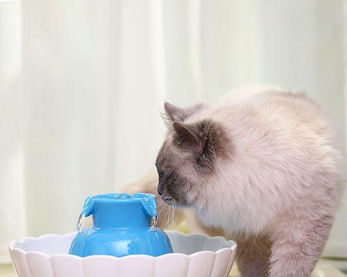 如何让猫咪正确饮水（从猫咪的习性到饮水方式）