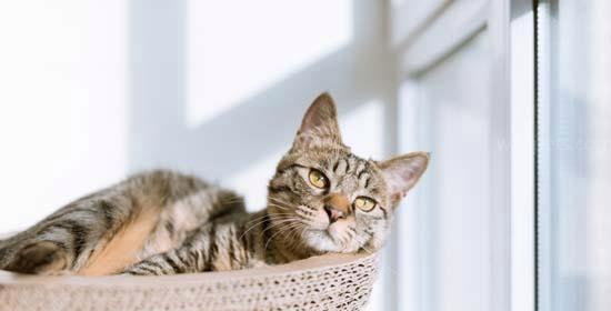 猫咪是否能吃乳生酶（探究猫咪的饮食习惯以及乳生酶的成分和作用）