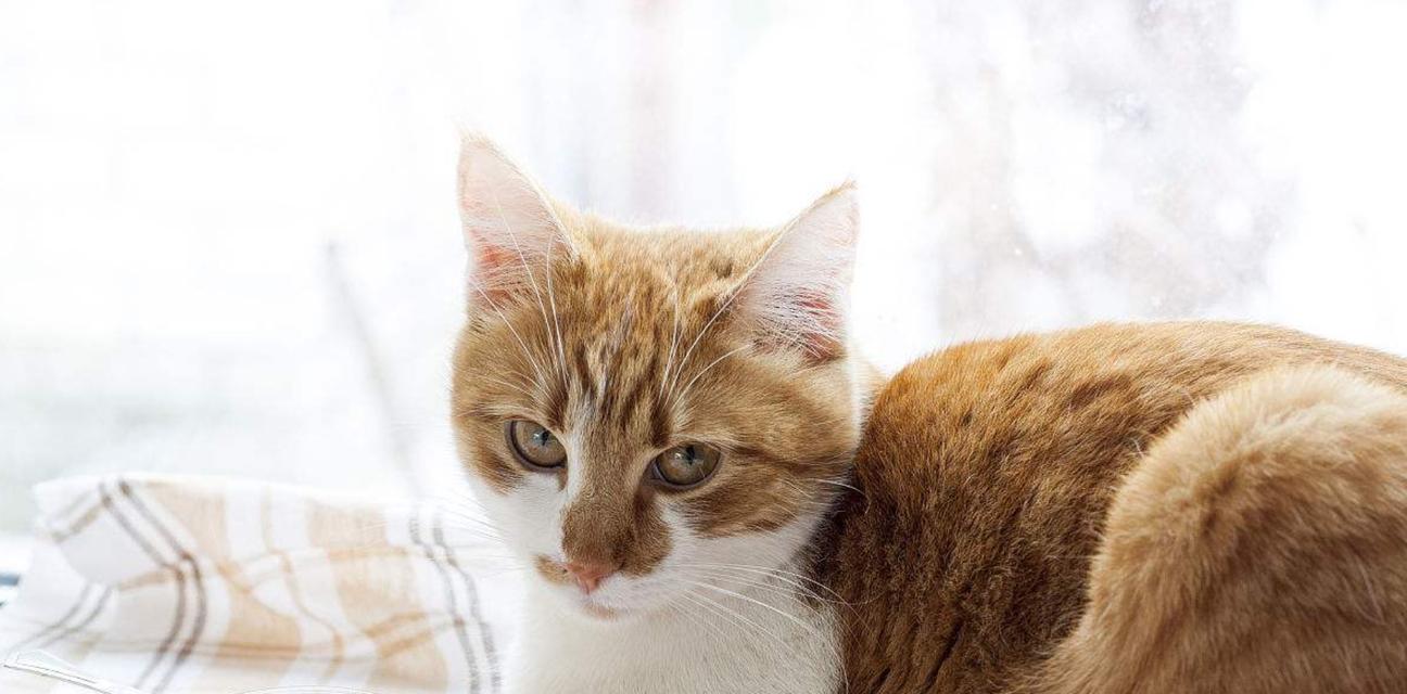 猫咪能吃西红柿吗（了解宠物的饮食习惯及对西红柿的分析）