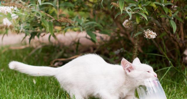 宠物猫喝酸奶引发腹泻的原因分析（以猫咪能喝酸奶拉稀为例）