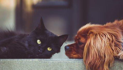 猫咪和狗狗能成为好朋友吗（揭开猫狗相处的神秘面纱）