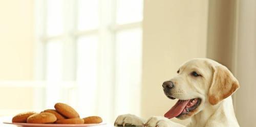 为什么狗狗总是不爱吃饭（探究狗狗饮食问题的原因与解决方法）