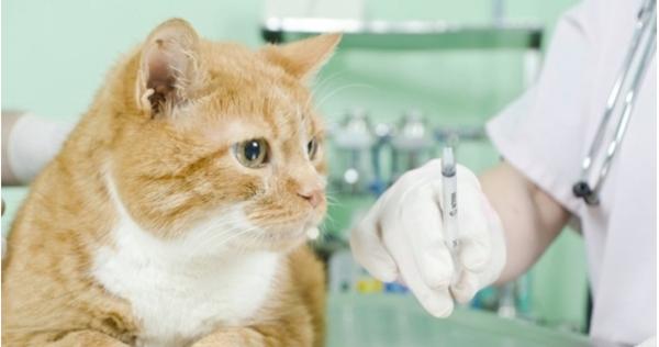 宠物猫咪贫血症状及预防方法（探究猫咪贫血的原因）