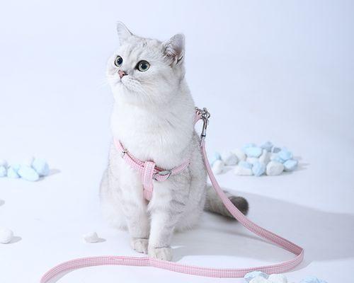 如何正确使用猫咪牵引绳让你的宠物成为户外玩耍达人