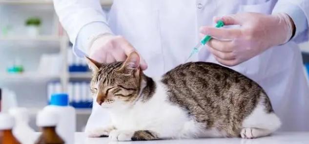 猫咪的疫苗接种指南（宠物家庭必看）