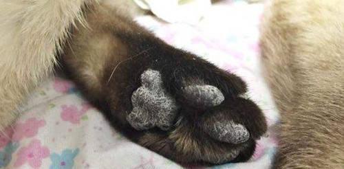 猫咪肉垫变黑变硬，如何预防和治疗（猫咪肉垫黑化）
