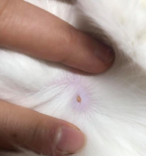 猫咪乳头的位置探究（从不同品种）