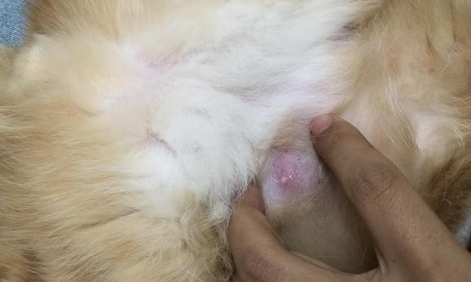 猫咪乳腺肿瘤（宠物也需要关爱）