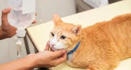 怎样预防和识别猫咪肾衰竭（宠物主人必读的全面指南）