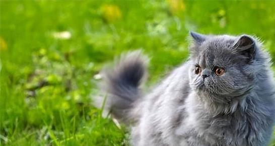 猫咪肾炎的治疗方法详解（保护宠物健康）