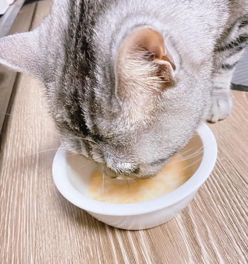 猫咪生病多喝水！该如何应对（宠物饮水量的重要性及猫咪多喝水的原因分析）