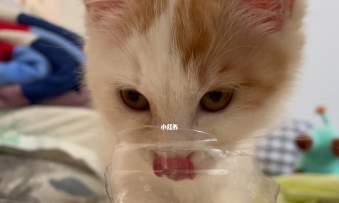 猫咪生病多喝水！该如何应对（宠物饮水量的重要性及猫咪多喝水的原因分析）
