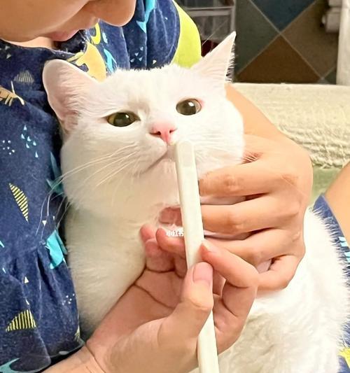 猫咪口腔健康，从刷牙开始（掌握正确的猫咪刷牙技巧）