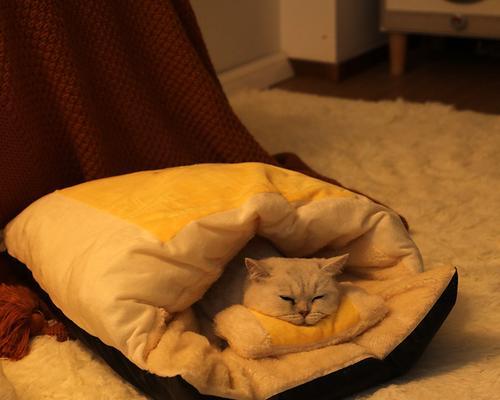 让猫咪离开床铺的小技巧（从宠物教养的角度出发）