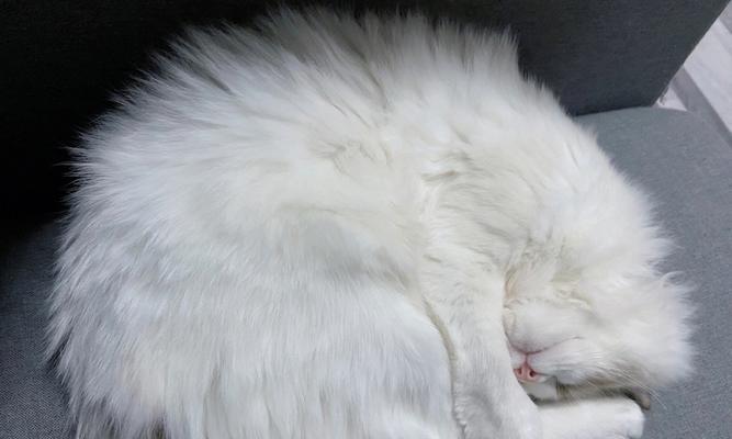 猫咪为何睡觉时会摇尾巴（探寻猫咪睡觉时摇尾巴的原因与意义）