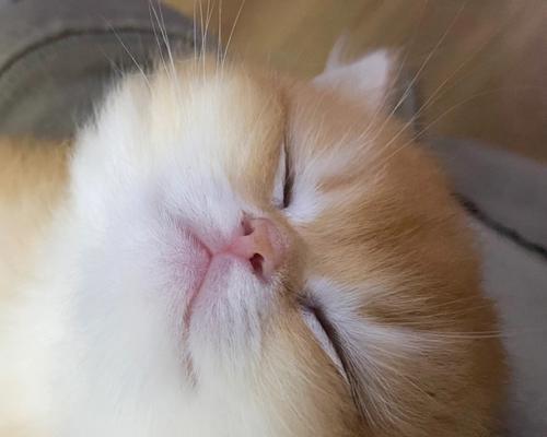 猫咪睡觉的“呼吸”之道（揭秘猫咪睡觉时的神奇“呼吸”机制）