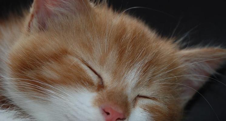 如何帮助宠物猫咪改善浅睡眠
