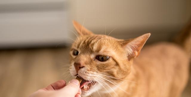从爱咬人的猫咪中学习宠物教育（探讨如何让猫咪戒除咬人行为）
