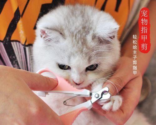 猫咪剪手指甲不愉快（探究猫咪为何讨厌剪手指甲）