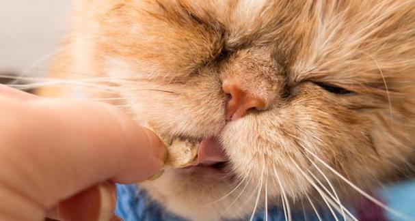 宠物猫咪体外寄生虫的预防与治疗（了解猫咪常见的体外寄生虫种类）
