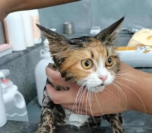 猫咪洗澡的正确方式（宠物健康必备）