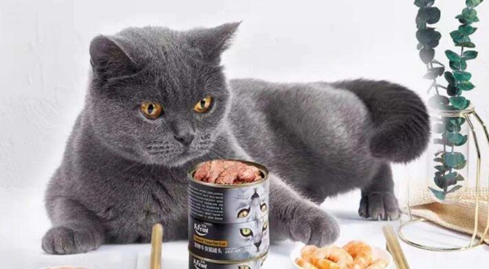 为什么猫咪会害怕猫粮（研究发现）