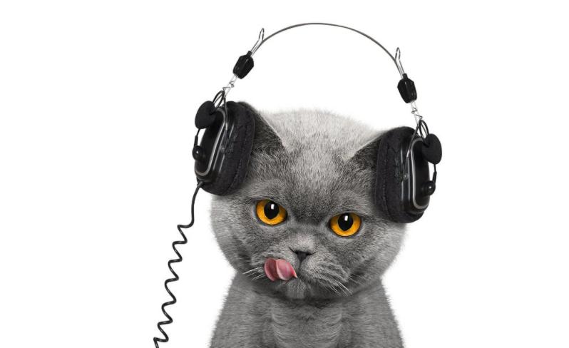 猫咪为什么喜欢听音乐（探究宠物猫对音乐的反应和作用）