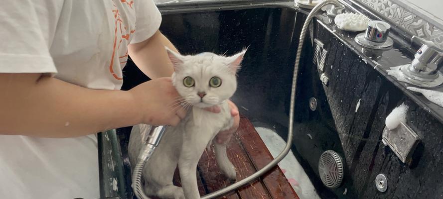 猫咪洗澡前后对比，你能想象吗（宠物护理必备）