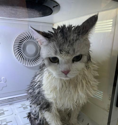 猫咪洗澡前后对比，你能想象吗（宠物护理必备）