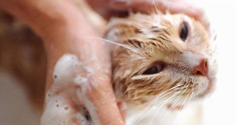 为什么猫咪洗澡完就会发抖（探究猫咪洗澡后的生理与心理反应）