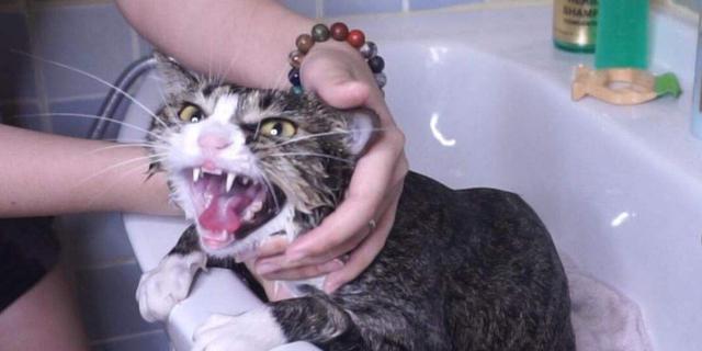 如何为宠物猫咪洗澡（掌握正确的洗澡技巧）