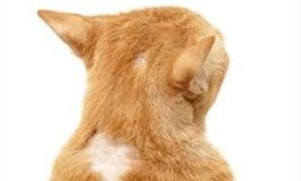 揭秘猫咪须毛藓菌，保护宠物健康（探究猫咪须毛藓菌的危害与防治）