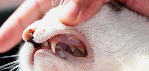 猫咪掉牙怎么办（细节与护理）